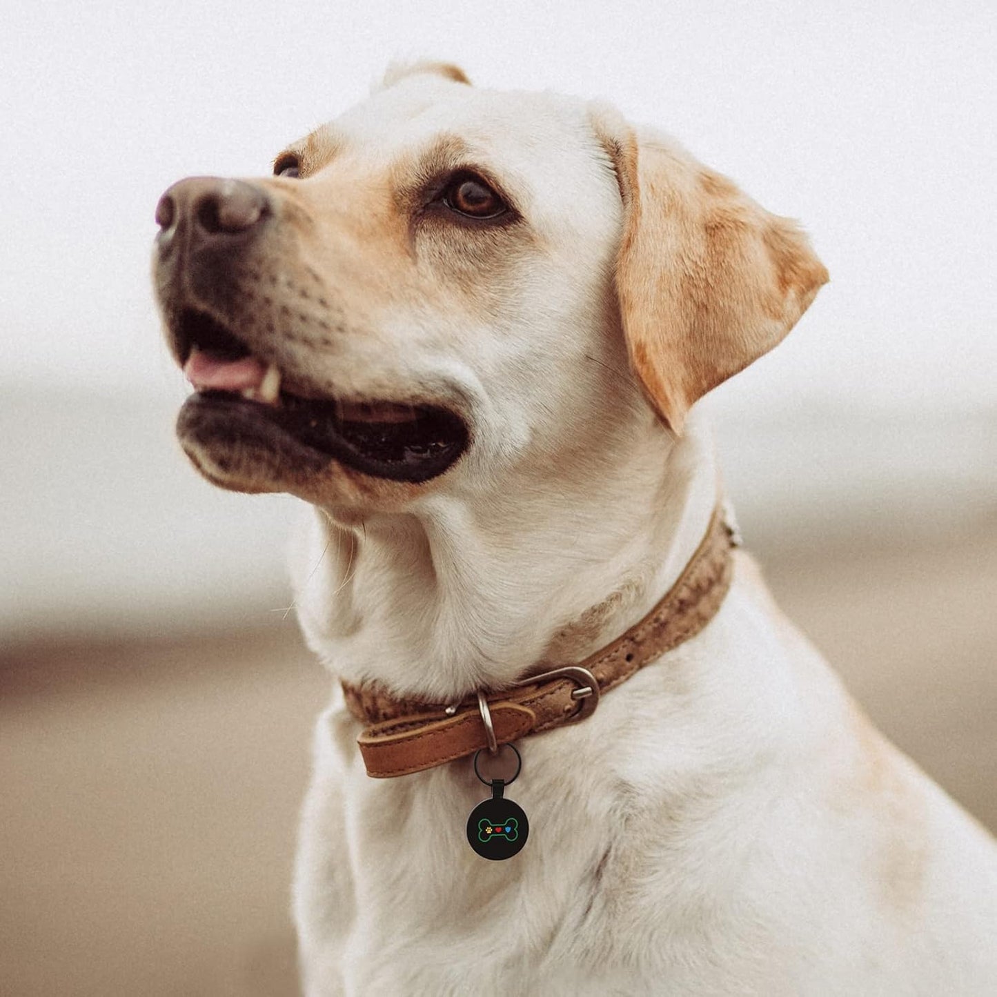 QR Code Pet ID Tags Dog Tags - Pet Online Profile - Scan QR Receive Instant Pet Location Alert Email