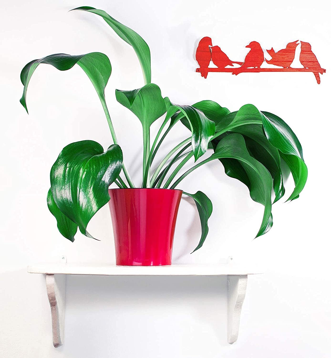- 3 Pack - 8.6 Inch - Self Watering Planter - Indoor Flower Pot for All House Plants, Flowers, Herbs (Diameter 8.6", Black Gold/Black)