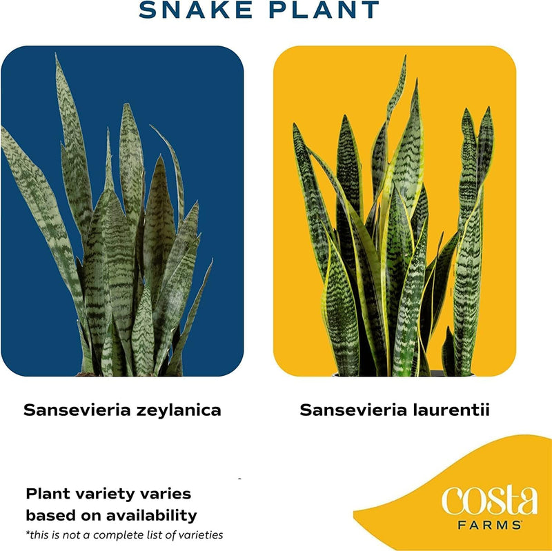 Snake Plant, Live Indoor Sansevieria Plant, Easy to Grow Succulent Houseplant Potted in Indoor Plant Pot, Potting Soil Mix, Home and Room Decor, Fits Shelves, Tabletops, 8-Inches Tall