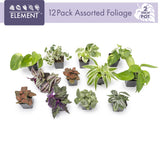 Element Easy to Grow Mini House Plants (12PK), Air Purifying Live Plants, 2" Pots, Houseplant Variety Pack