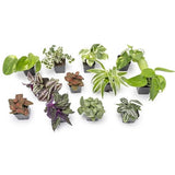 Element Easy to Grow Mini House Plants (12PK), Air Purifying Live Plants, 2" Pots, Houseplant Variety Pack