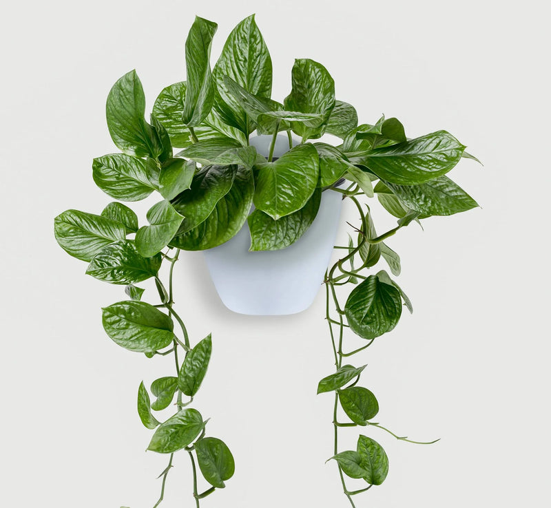 Self Watering Wall Planters for Indoor Plants 7 Pack | Outdoor Wall Planters | Medium 5 Inch with Hooks PL34