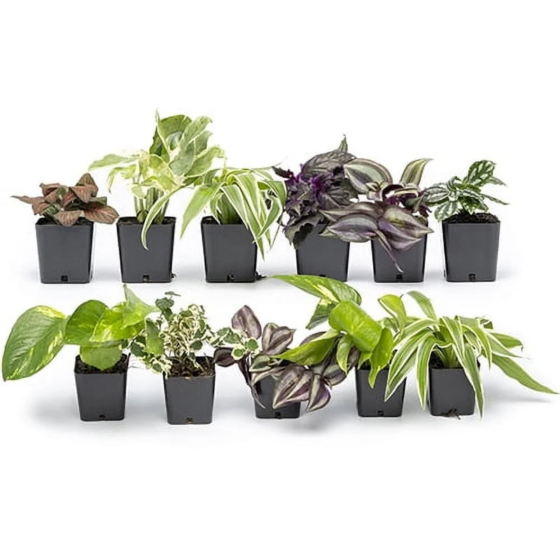 Element Easy to Grow Mini House Plants (12PK), Air Purifying Live Plants, 2" Pots, Houseplant Variety Pack