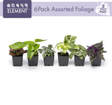 Live Houseplant (6PK) - 6 Air Purifying Plants - Easy Care - 2In Pots - Indirect Sunlight -