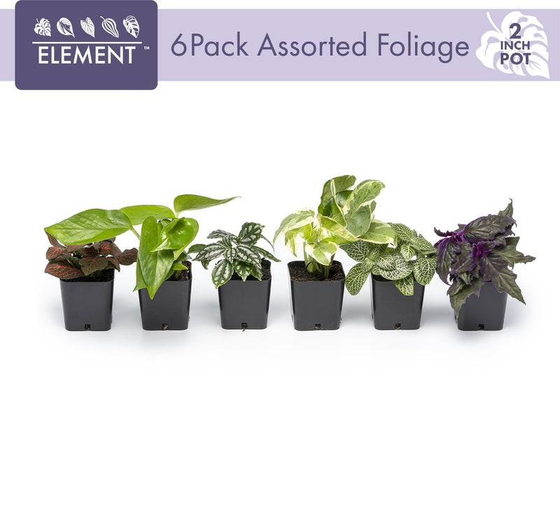 Live Houseplant (6PK) - 6 Air Purifying Plants - Easy Care - 2In Pots - Indirect Sunlight -