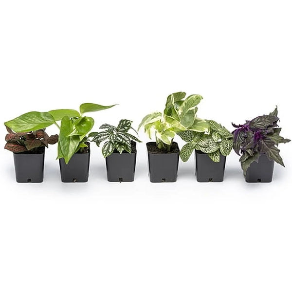 Live Houseplant (6PK) - 6 Air Purifying Plants - Easy Care - 2In Pots - Indirect Sunlight -