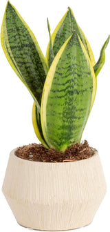 Snake Plant, Live Indoor Sansevieria Plant, Easy to Grow Succulent Houseplant Potted in Indoor Plant Pot, Potting Soil Mix, Home and Room Decor, Fits Shelves, Tabletops, 8-Inches Tall